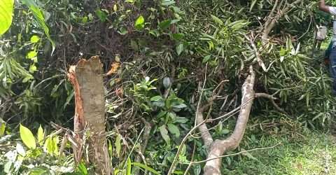 কোম্পানীগঞ্জে পূর্ব শত্রুতার জেরে শতাধিক গাছ কর্তন