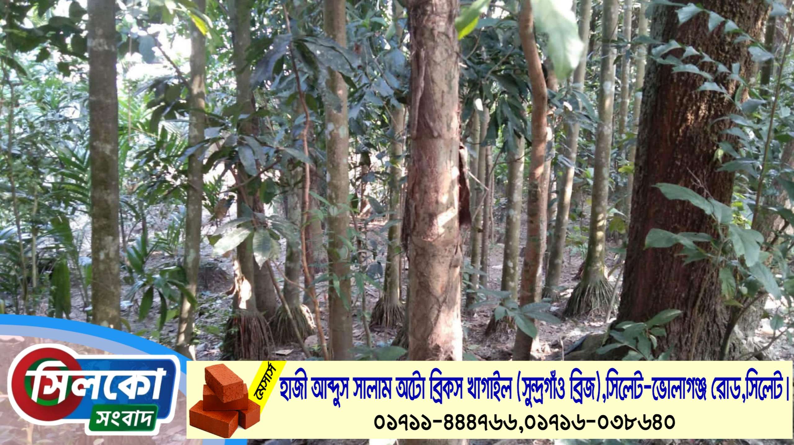 দোয়ারাবাজারে অসহায় পরিবারের ভিটে বাড়ি ও গাছ কেটে রাস্তা নির্মাণের পায়তারা