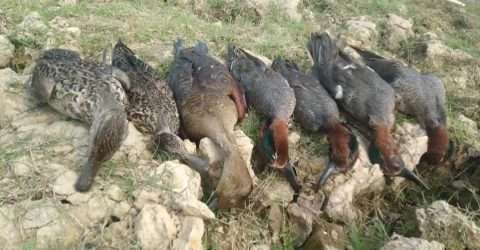 অভিনব পন্থায় অতিথি পাখি শিকার- পর্ব ১