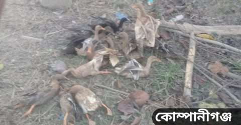 পাখি শিকারীর হাতে প্রাণ গেলো ১৮০ টি হাঁস