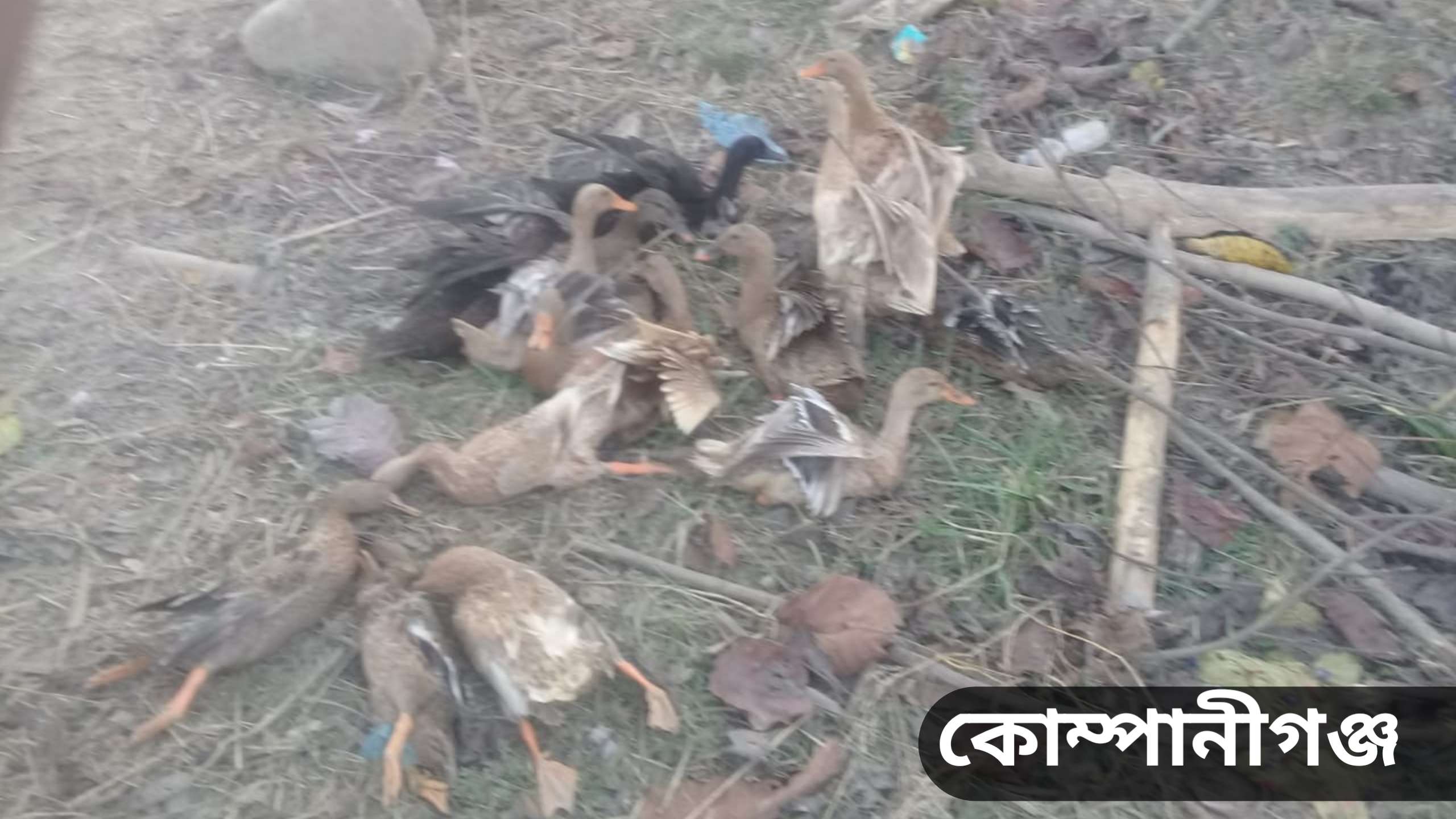 পাখি শিকারীর হাতে প্রাণ গেলো ১৮০ টি হাঁস